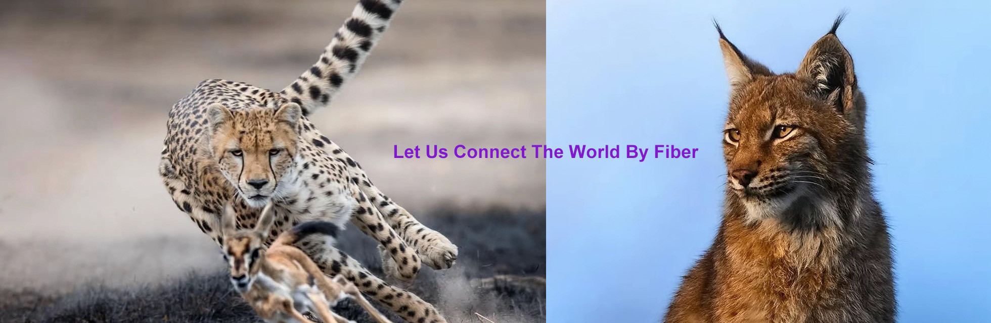 kualitas serat optik distribusi kotak pabrik